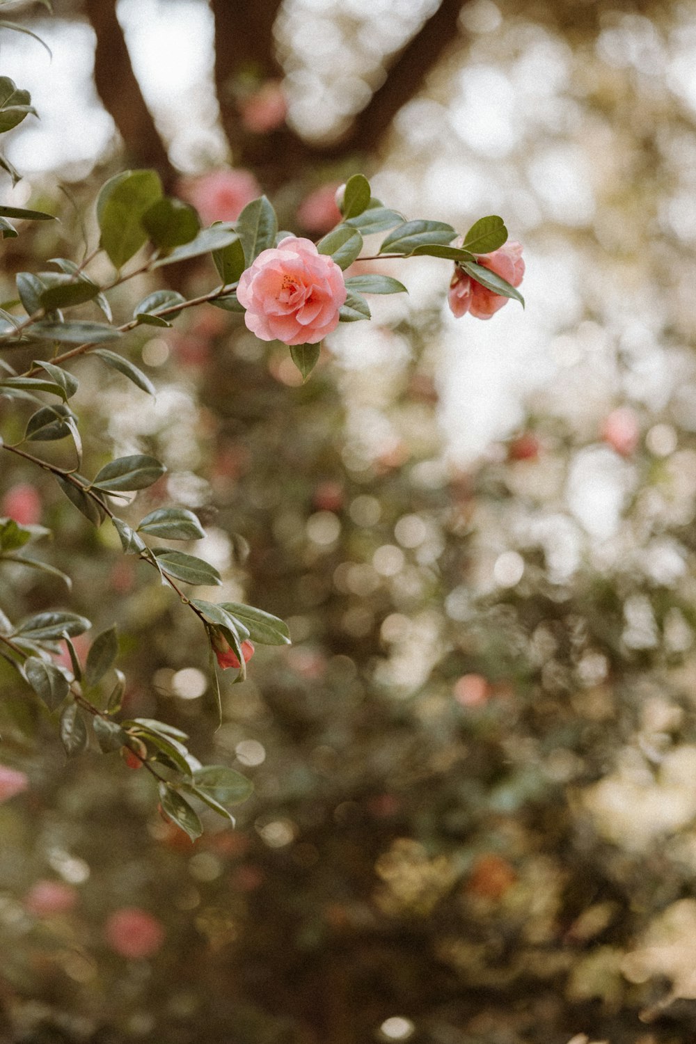 pink flower in tilt shift lens