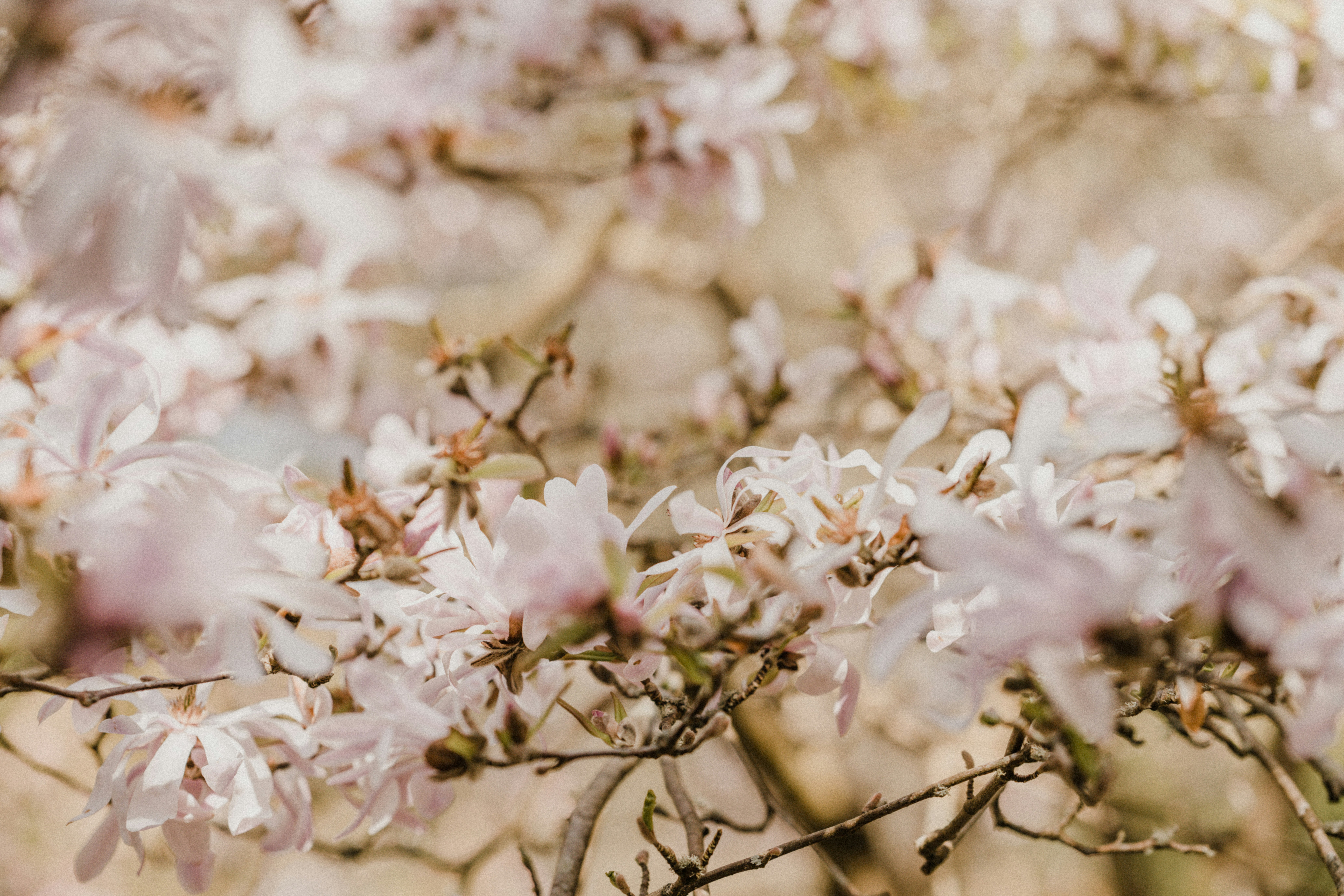 Photo by anniespratt