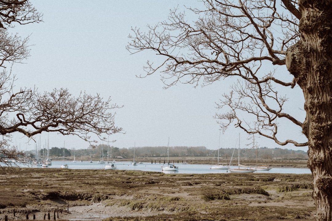 bare tree on brown field during daytime