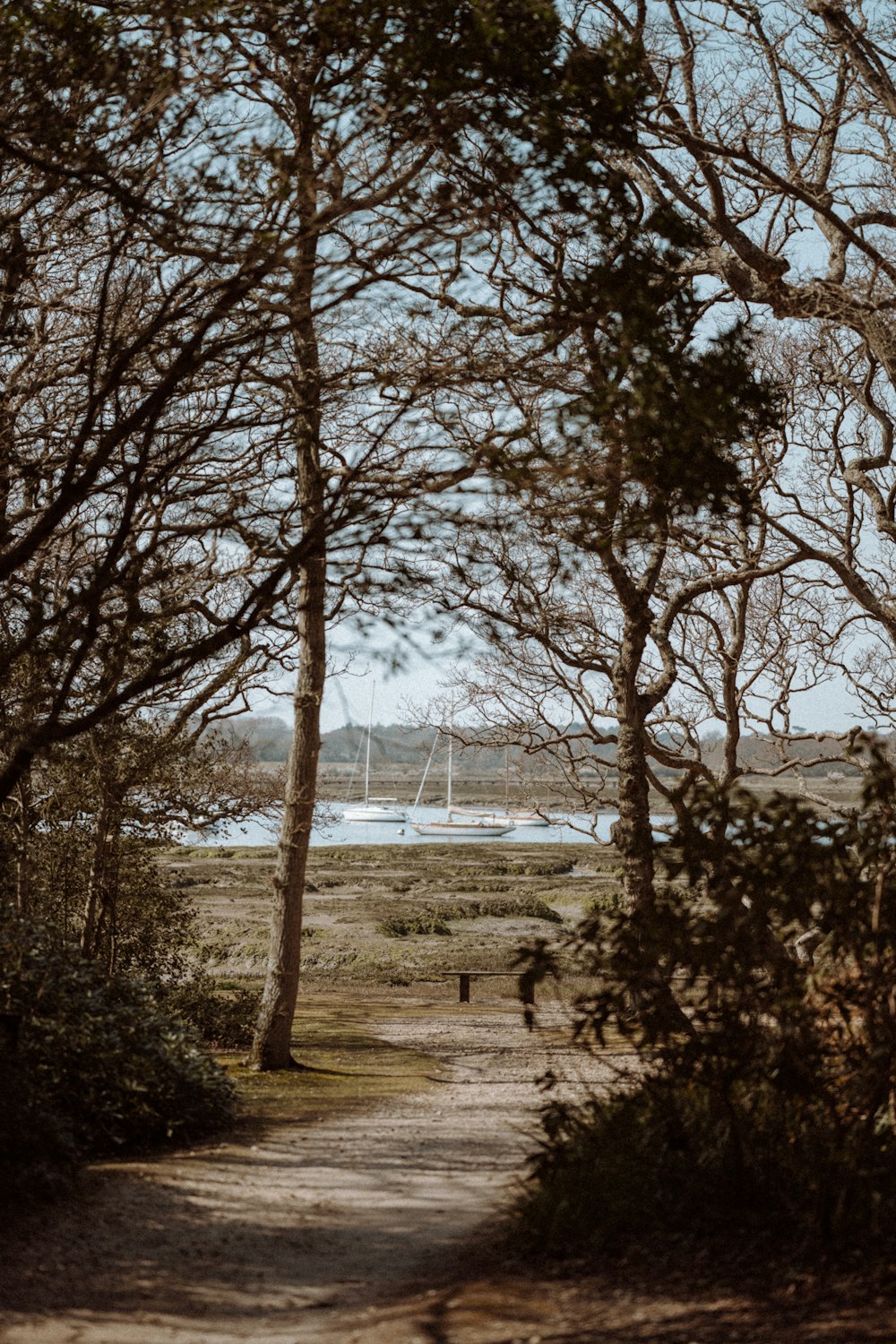 green tree near body of water during daytime