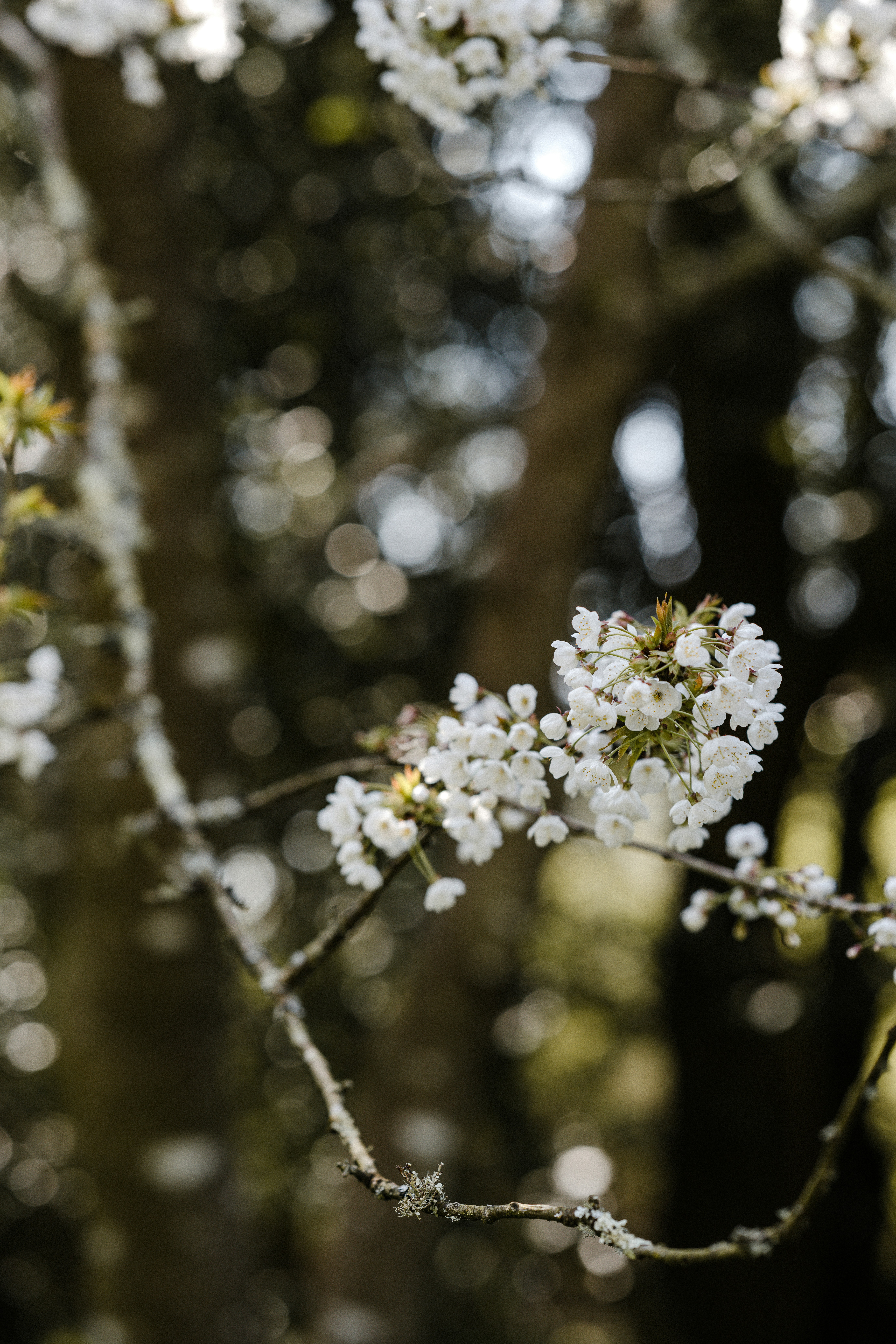 Photo by anniespratt