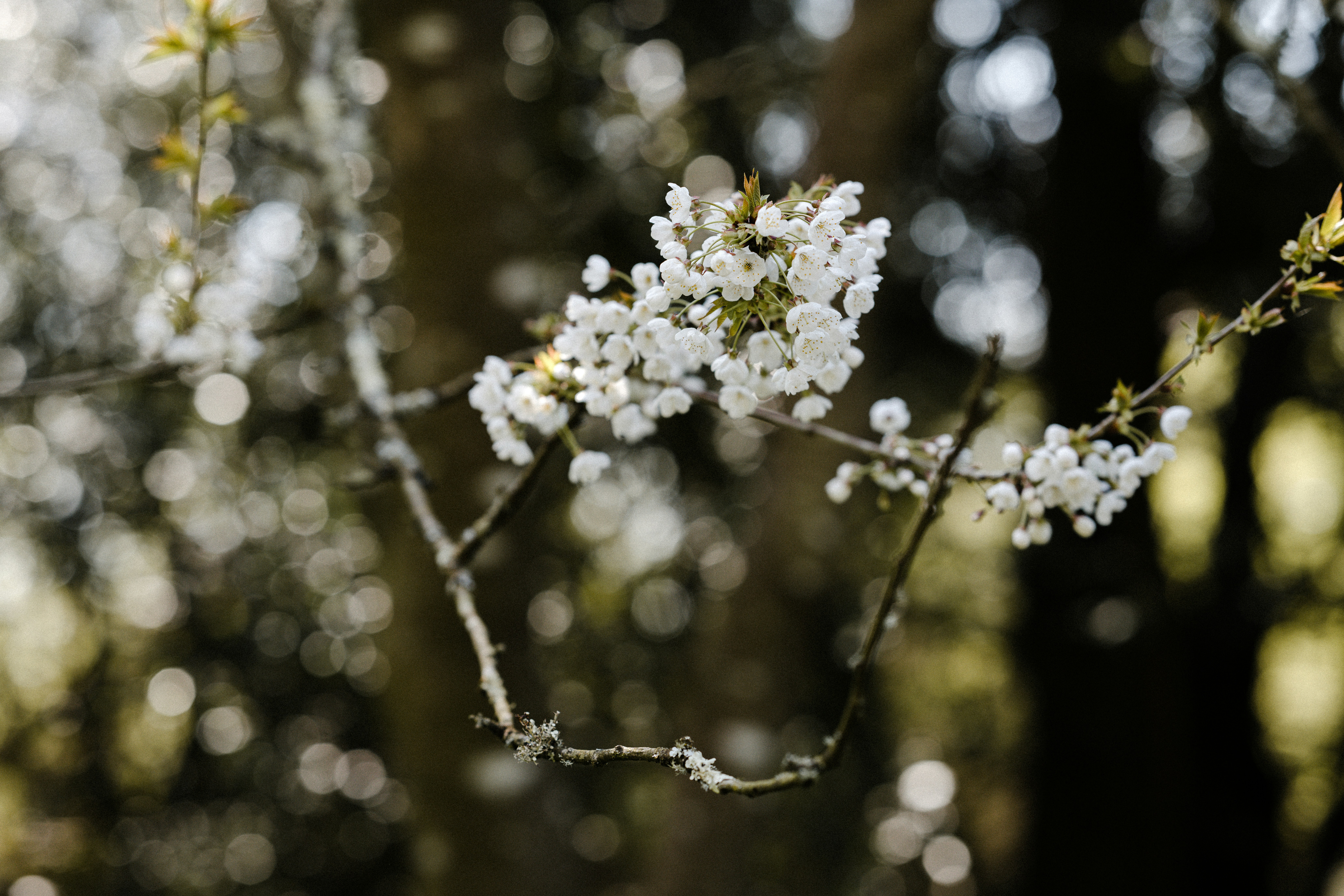 Photo by anniespratt