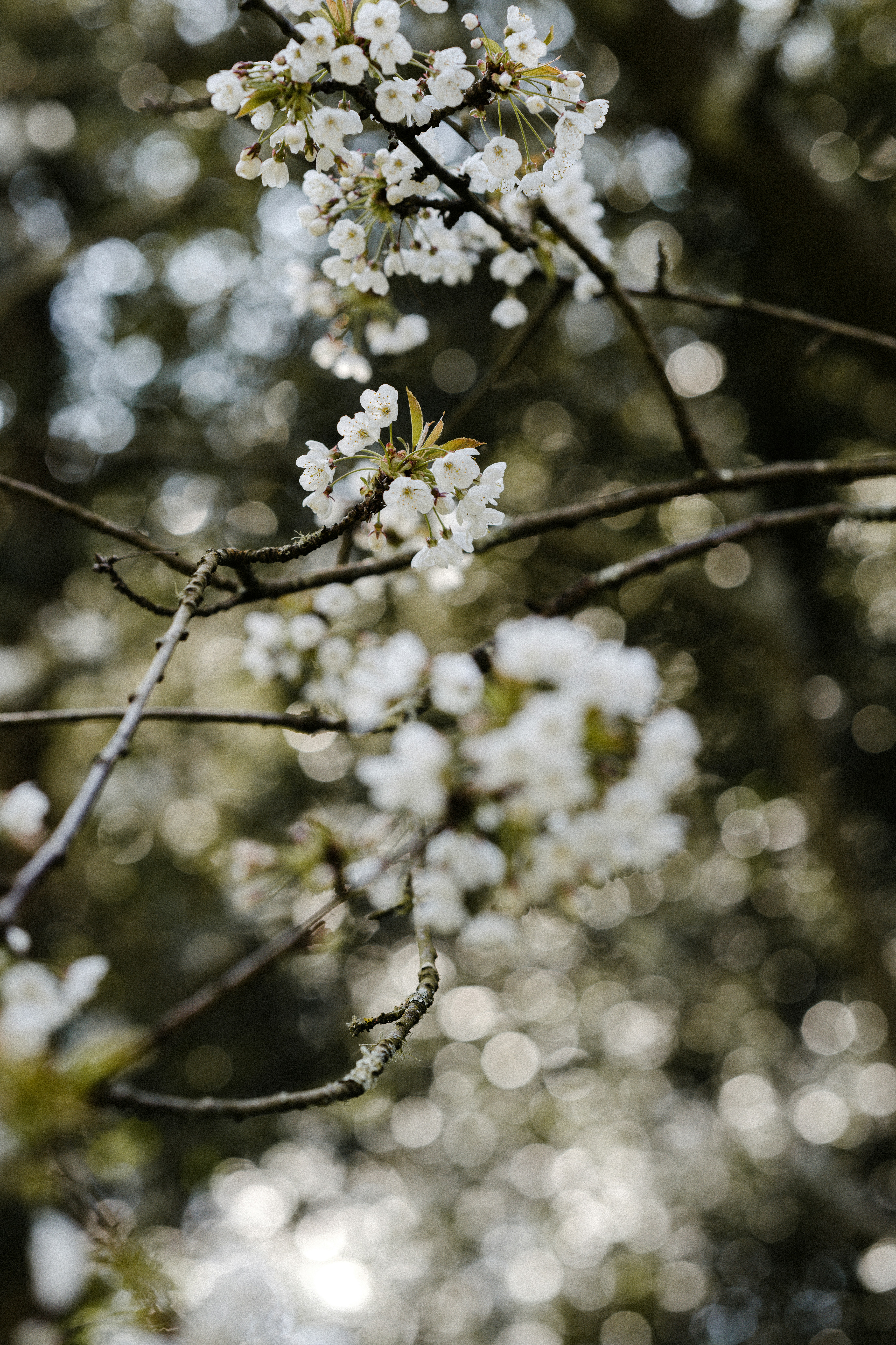 Photo by anniespratt