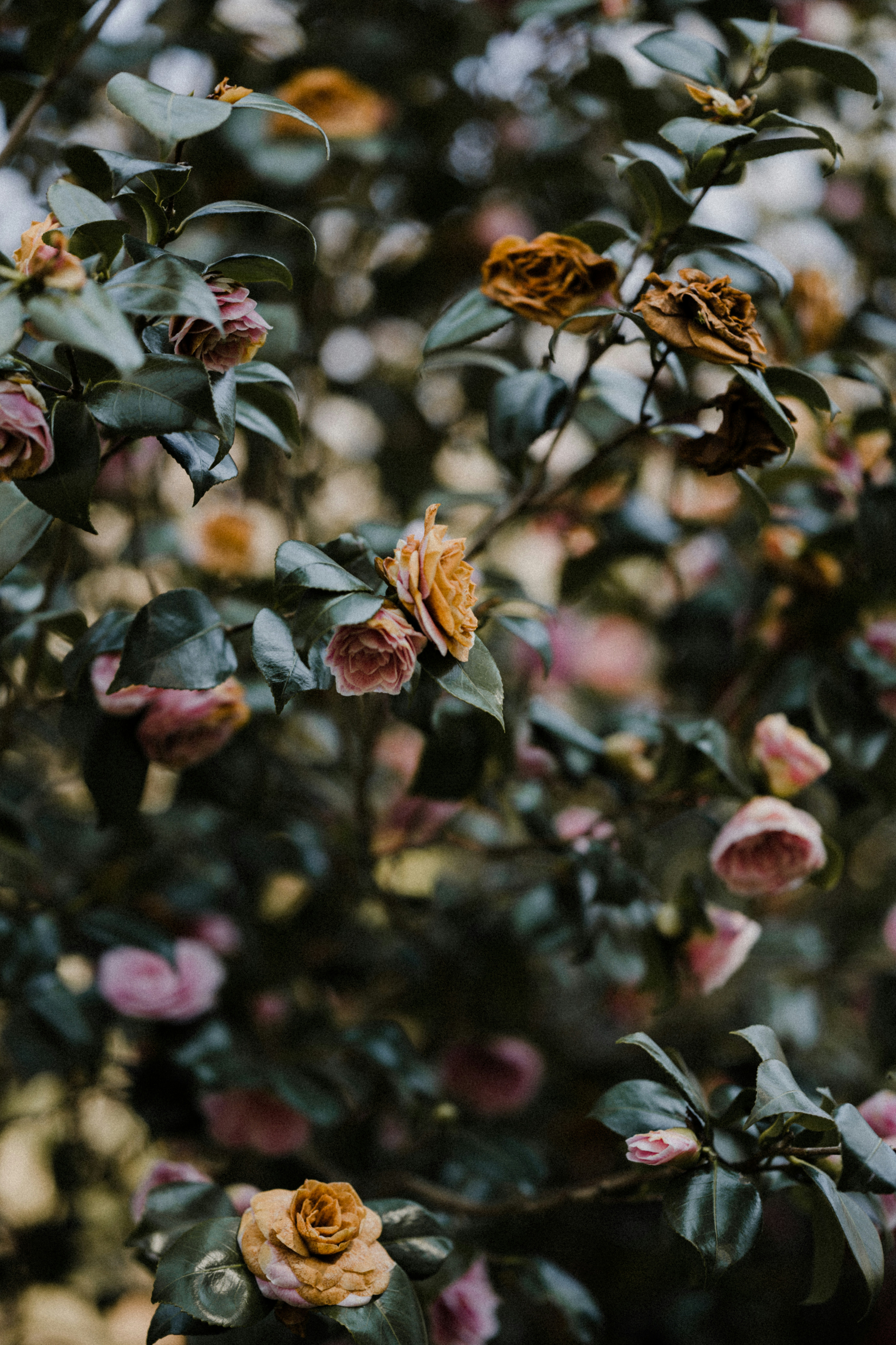 Photo by anniespratt