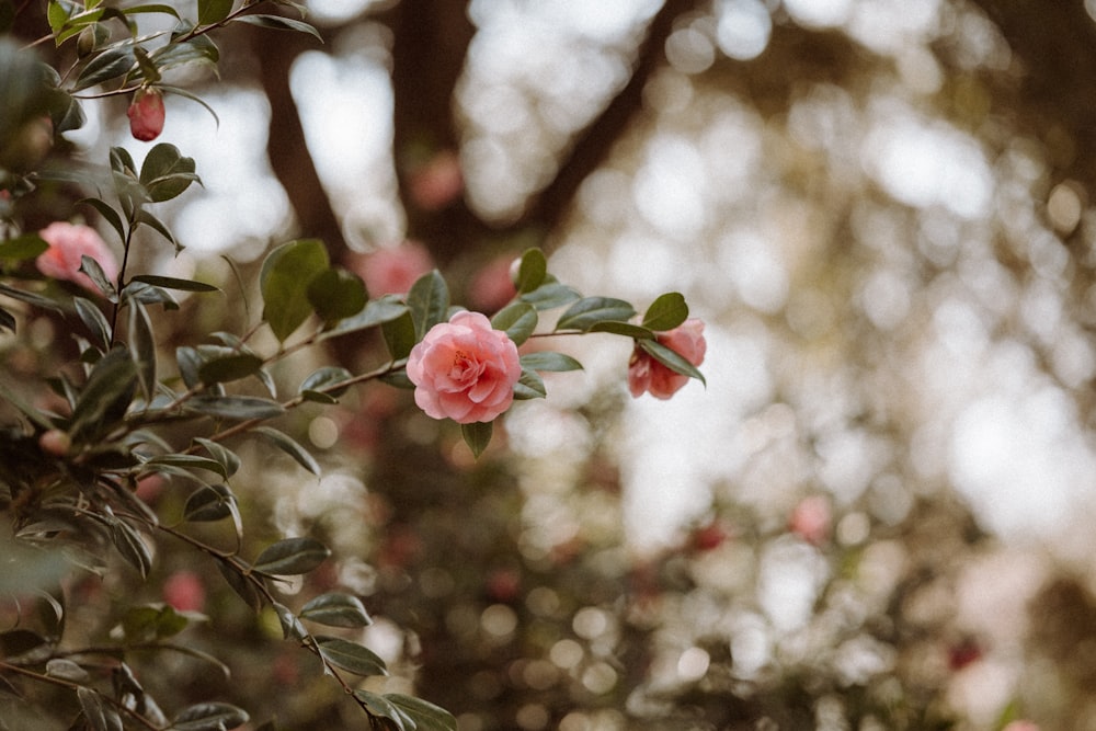 pink flower in tilt shift lens