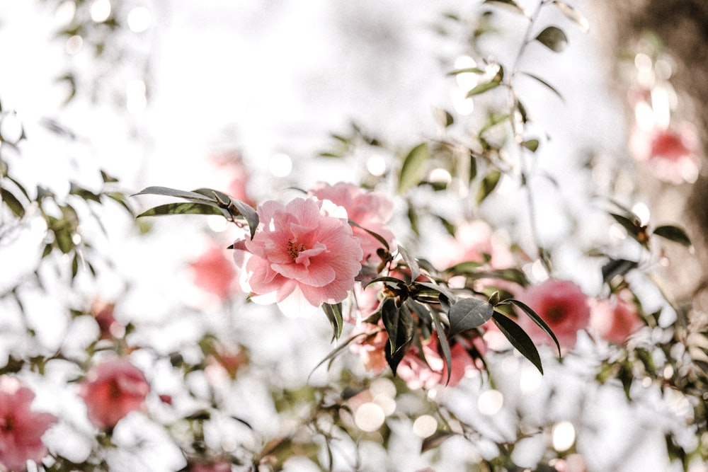 pink flower in tilt shift lens