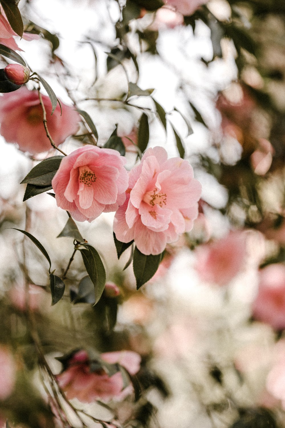 pink flowers in tilt shift lens