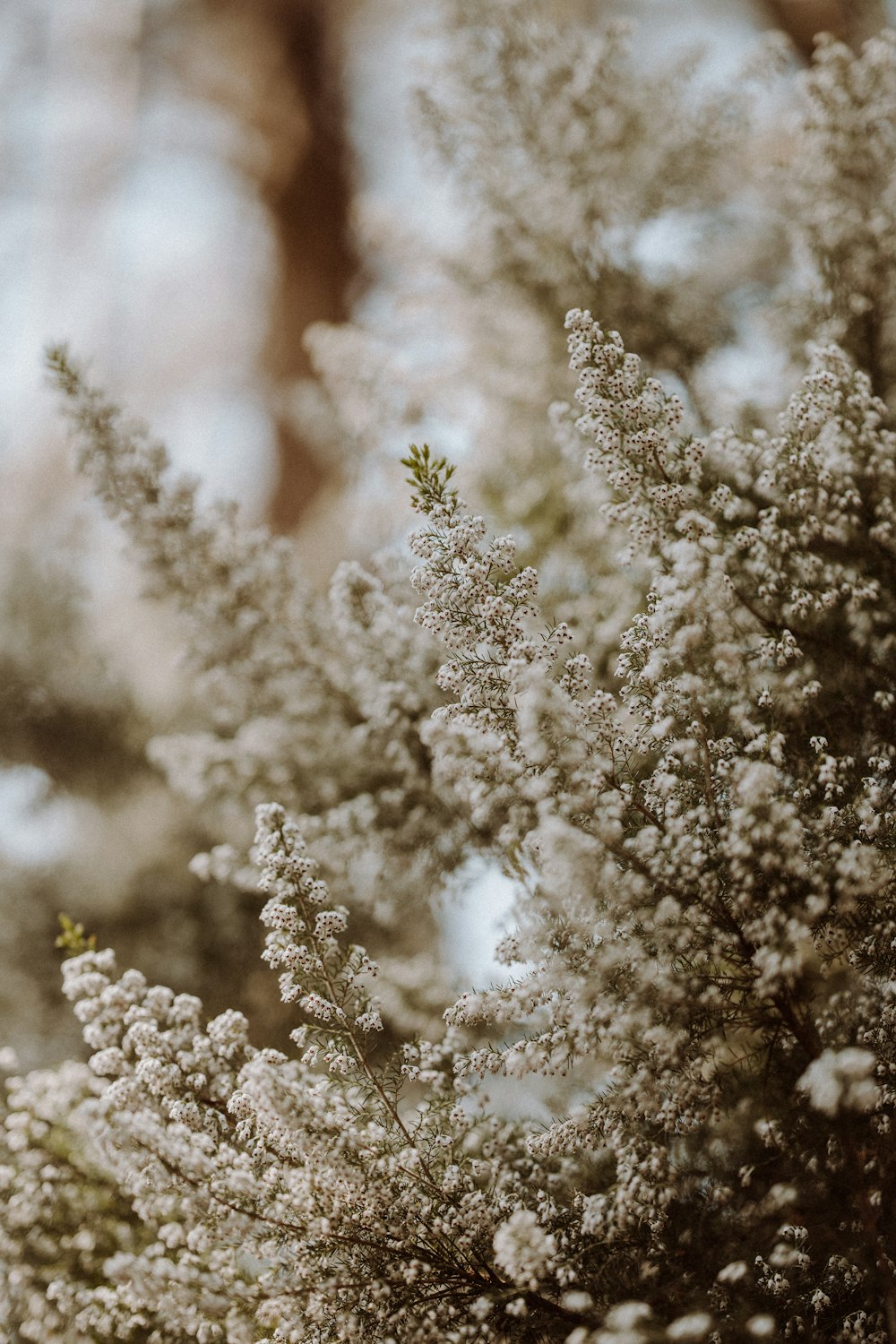 white flowers in tilt shift lens