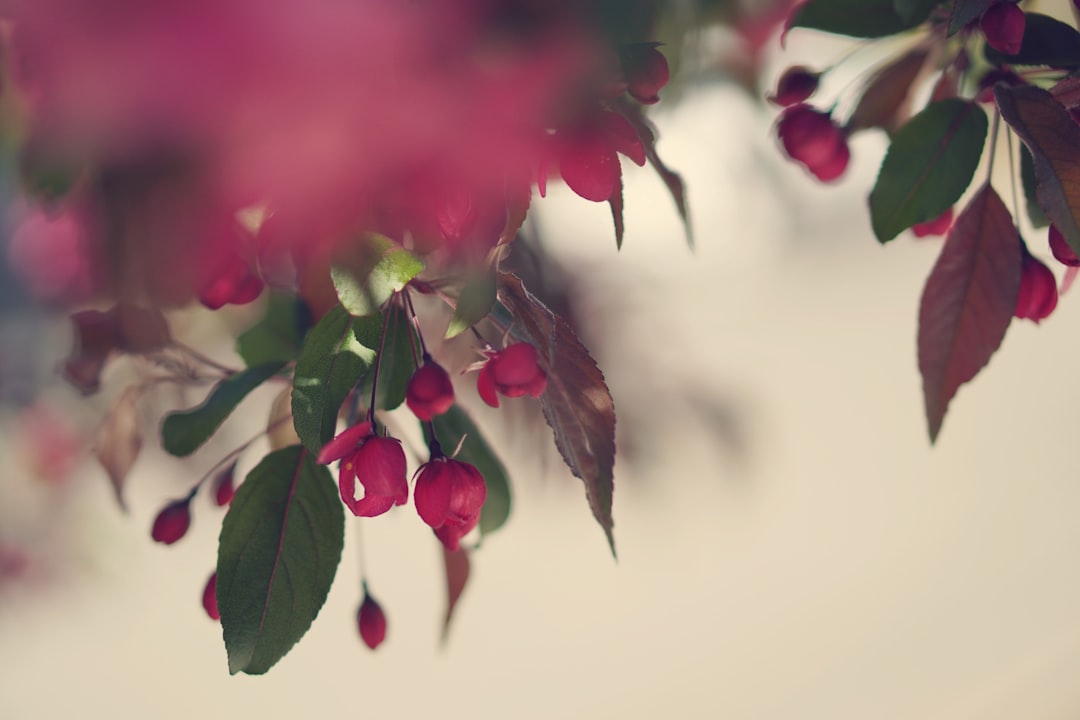 red flowers with green leaves