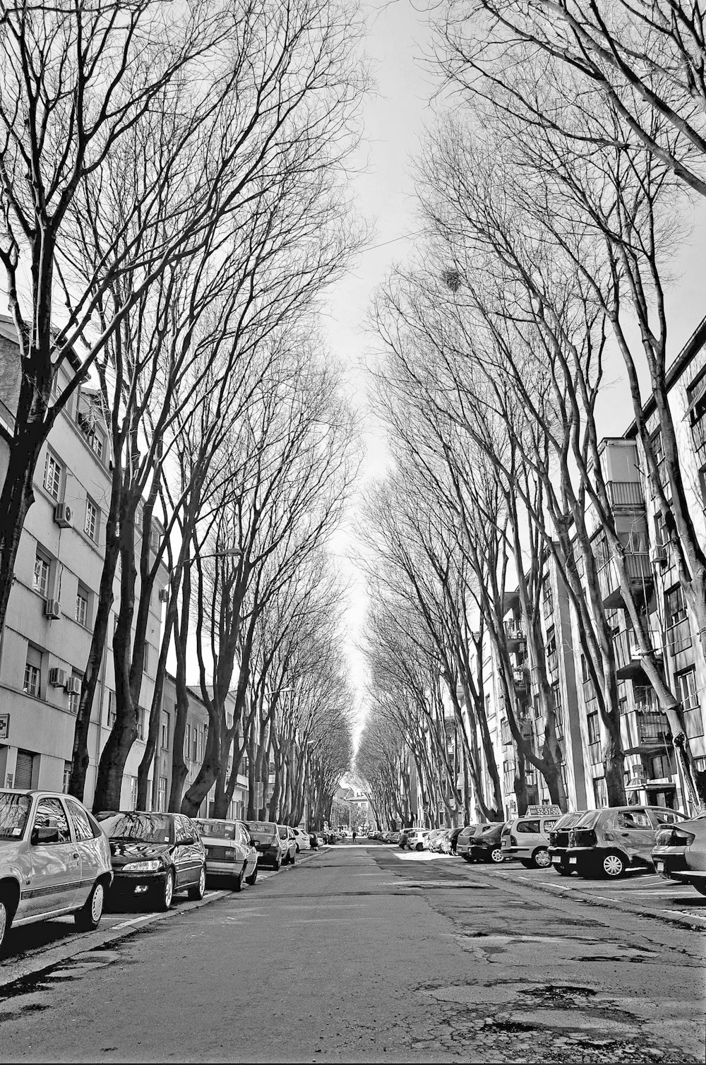 grayscale photo of bare trees near building