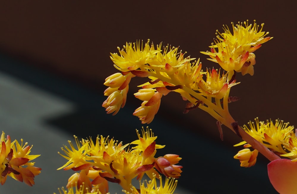 yellow flowers in tilt shift lens