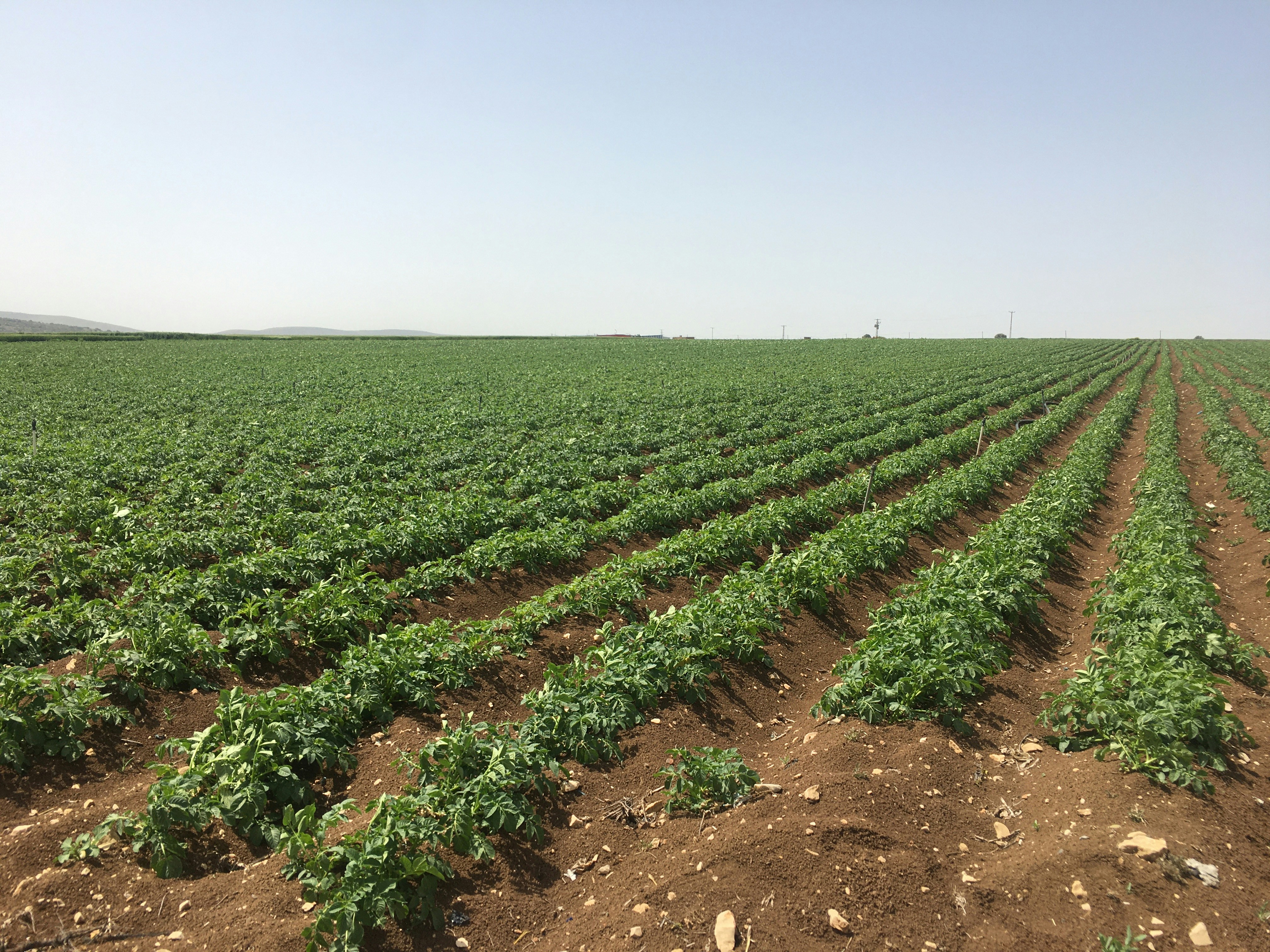 Expansive green hemp fields under bright daylight, rows of plants stretching to horizon, clean agricultural setting