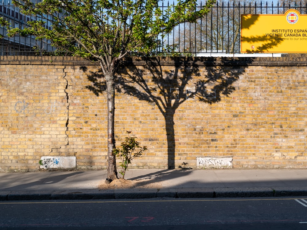 green tree beside brown brick wall