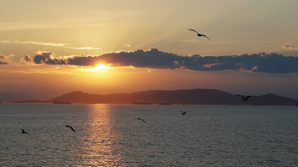 birds flying over the sea during sunset