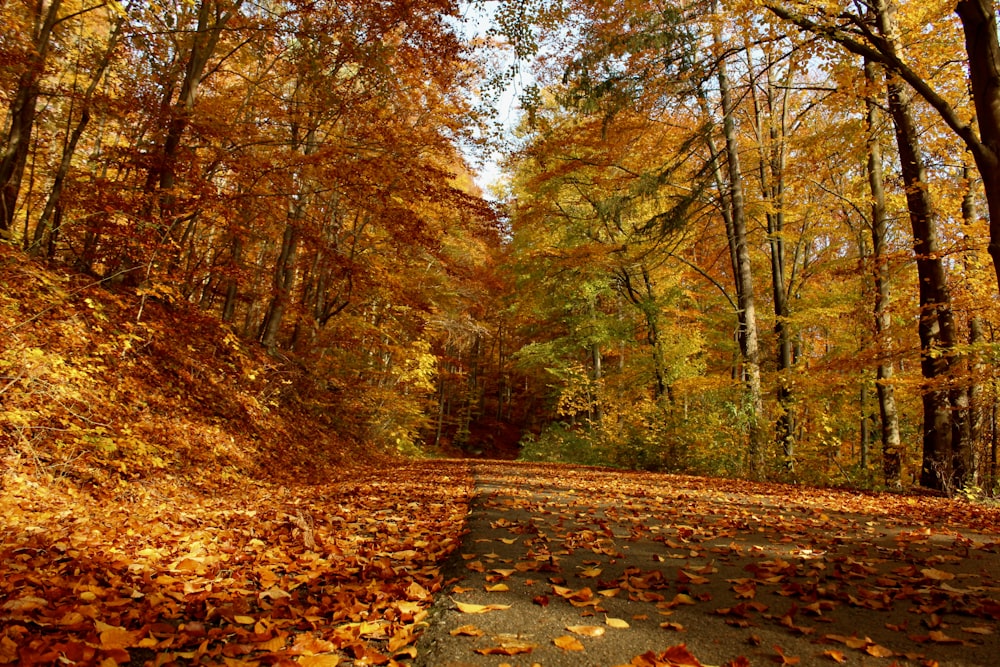 brown and green trees during daytime