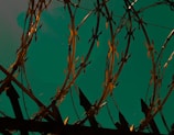 Razor wire spirals create an intense pattern against a greenish-blue backdrop. The metallic spikes are emphasized by the way light glints off them, giving a sharp and menacing appearance.