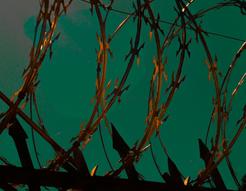 brown tree branches under blue sky