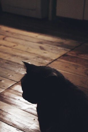 Close-up of a sleek black cat silhouette subtly incorporated into a modern manicure design under soft urban lighting.