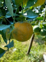 Close-up of ripe Calabrian oranges hanging on a tree branch.