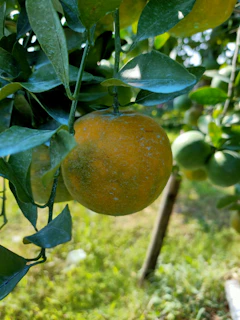 Close-up of a ripe orange hanging on a tree branch with morning dew.