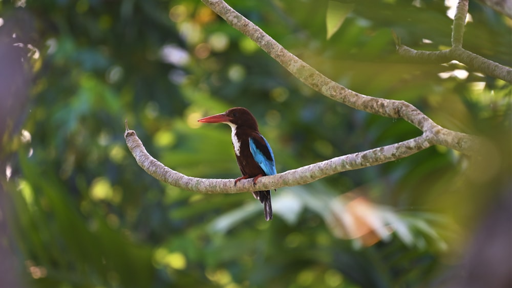 blue and brown bird on tree branch during daytime