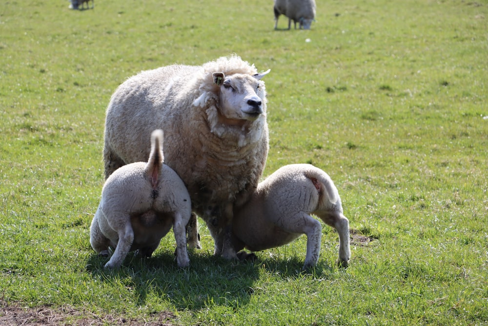 two sheep on green grass field during daytime