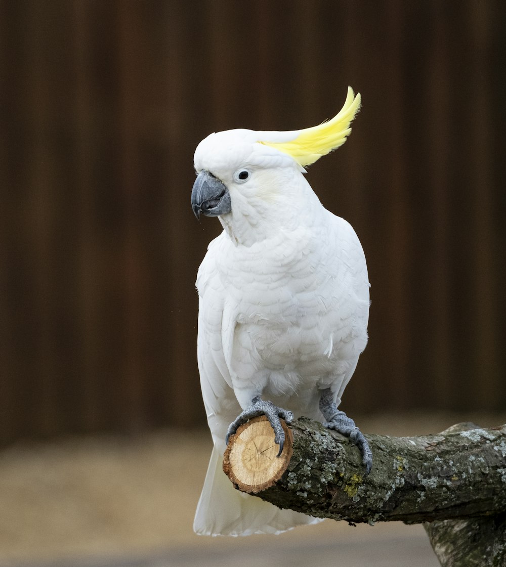 pájaro blanco y amarillo en palo de madera marrón