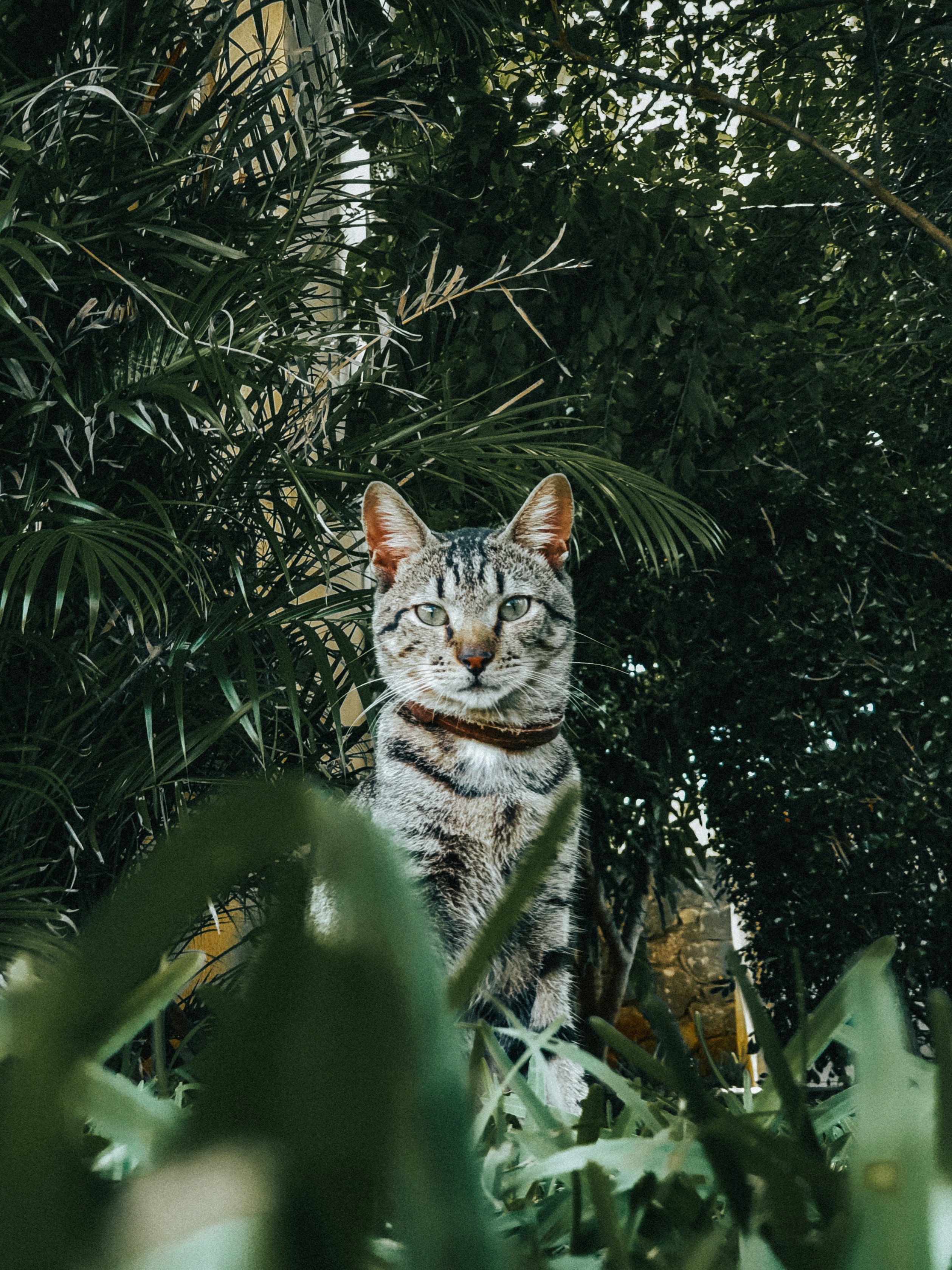 silver tabby cat on green grass