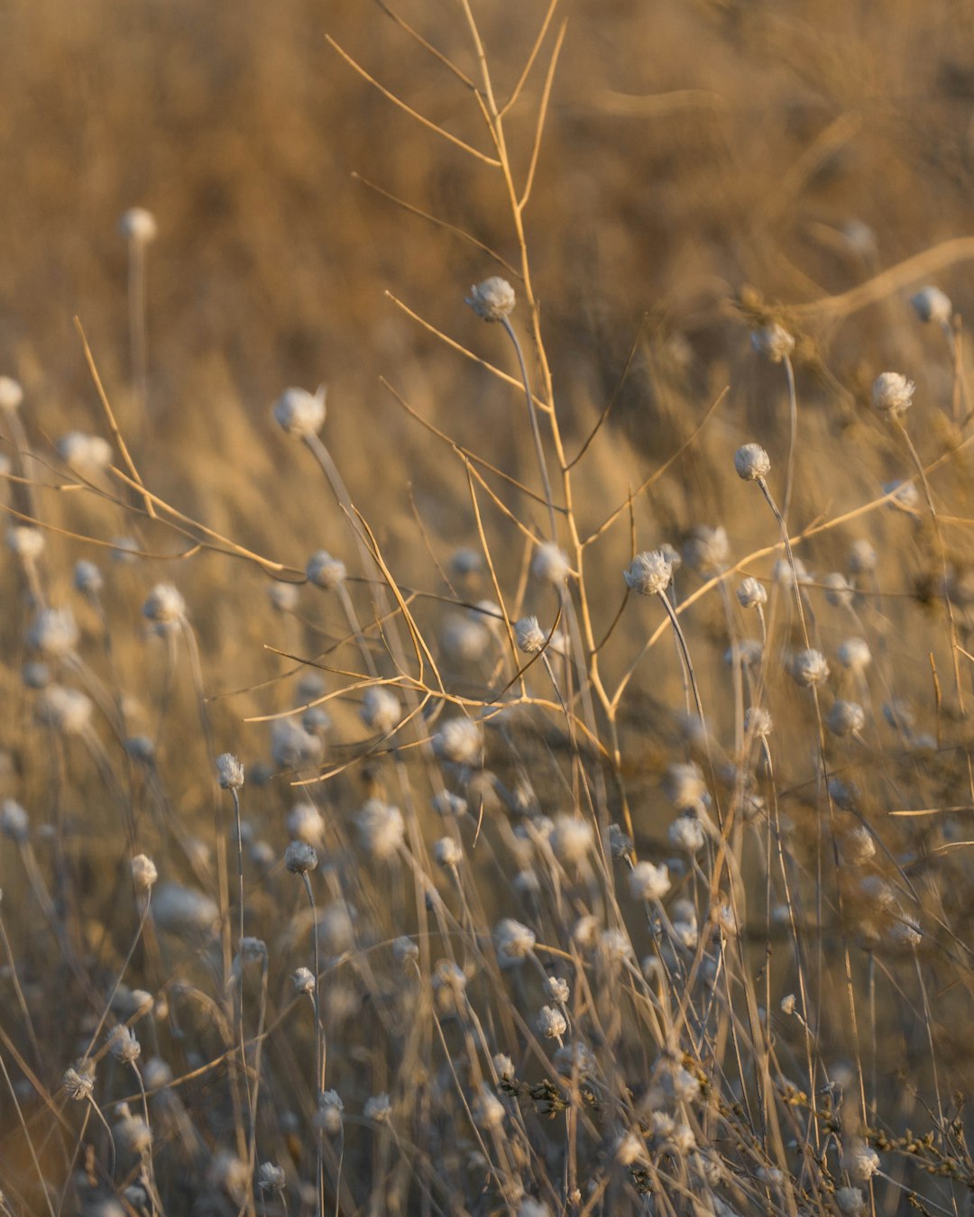 brown grass field during daytime