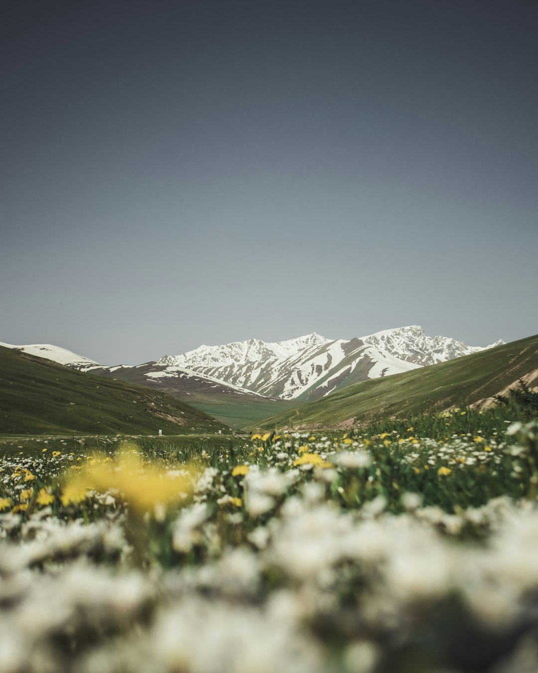 green grass field near snow covered mountains under blue sky during daytime