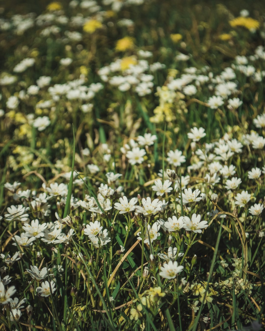 white and yellow flowers on green grass field