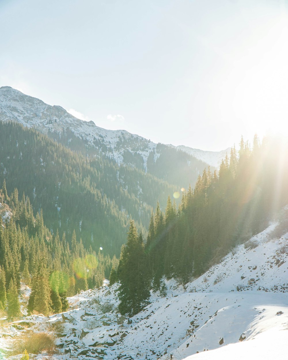 green pine trees on snow covered mountain during daytime