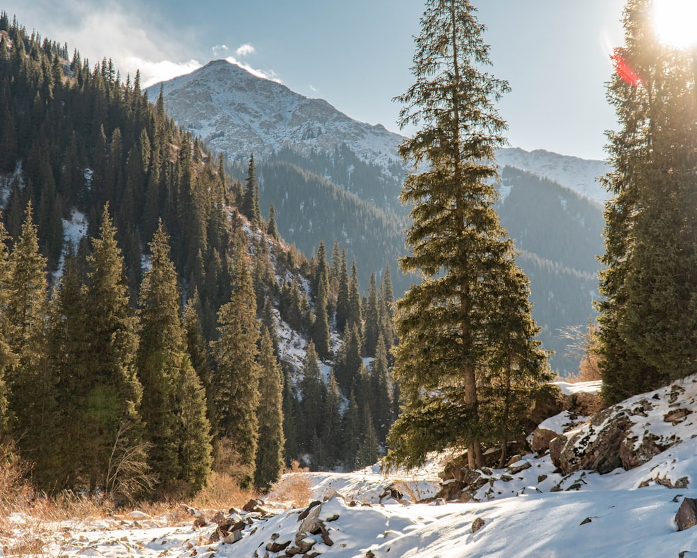 green pine trees on snow covered ground during daytime