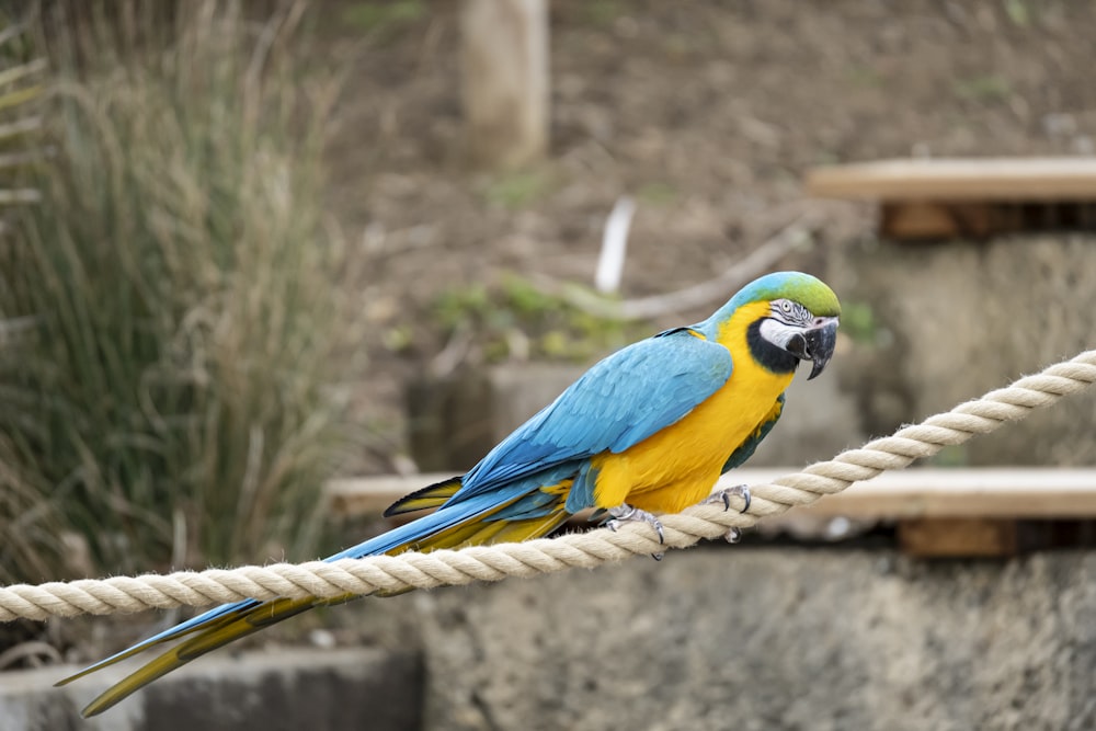 blue yellow and green bird on brown wooden stick