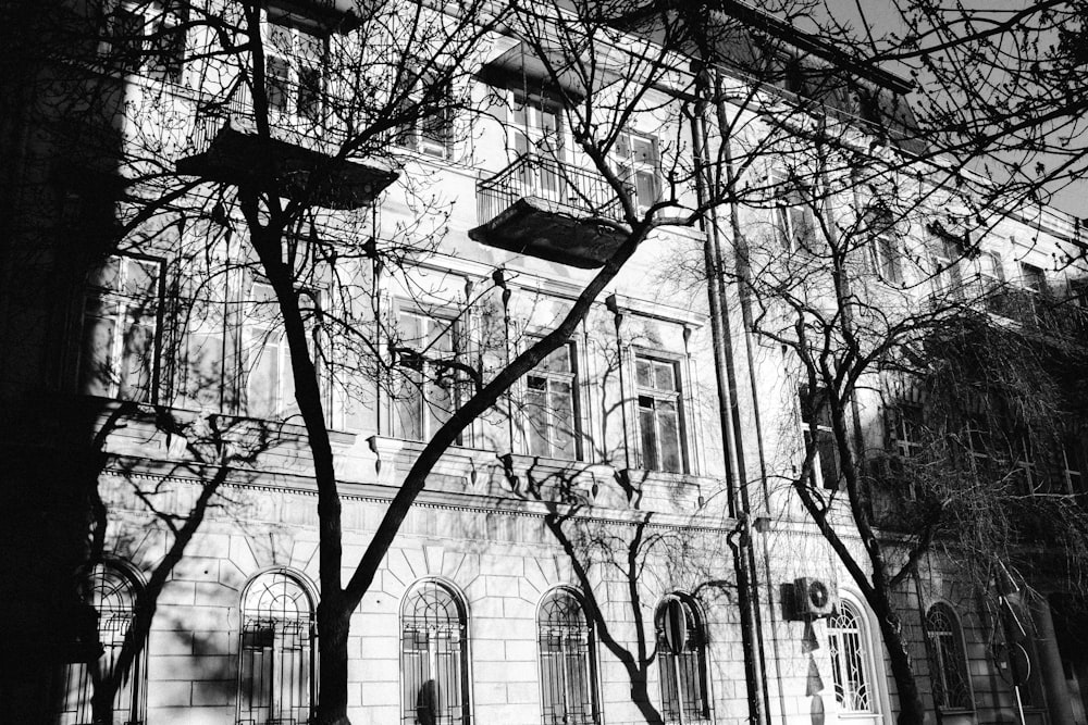 grayscale photo of bare trees near building