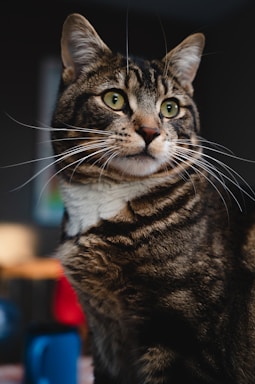 brown tabby cat on red textile