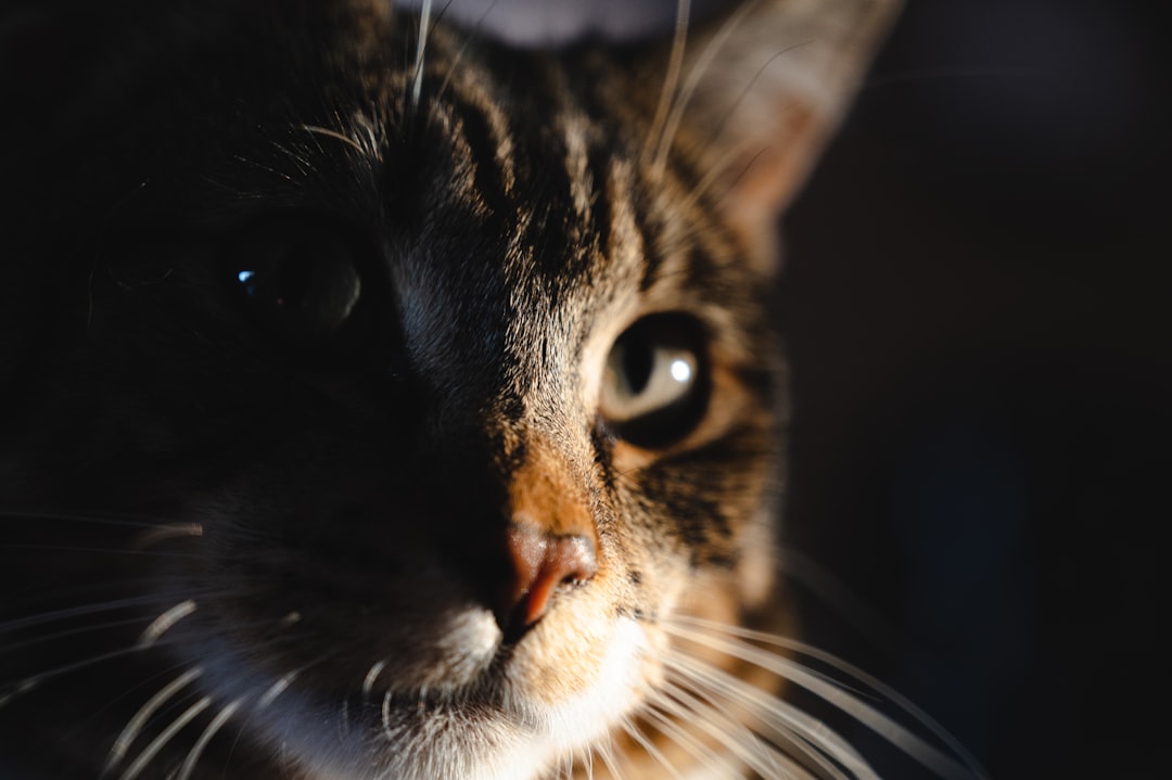 black and white tabby cat