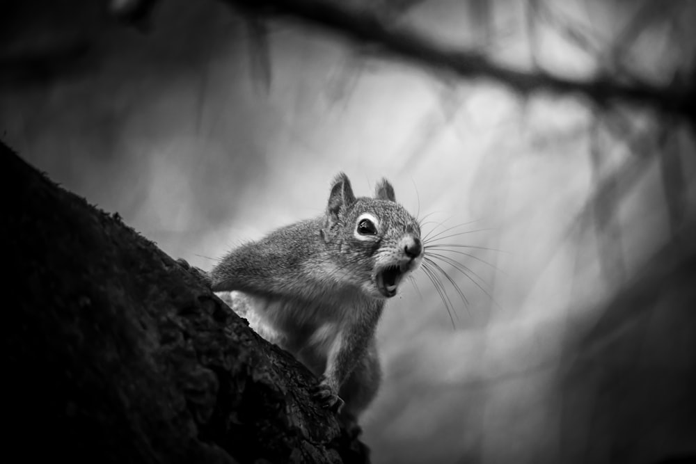 grayscale photo of squirrel on tree branch