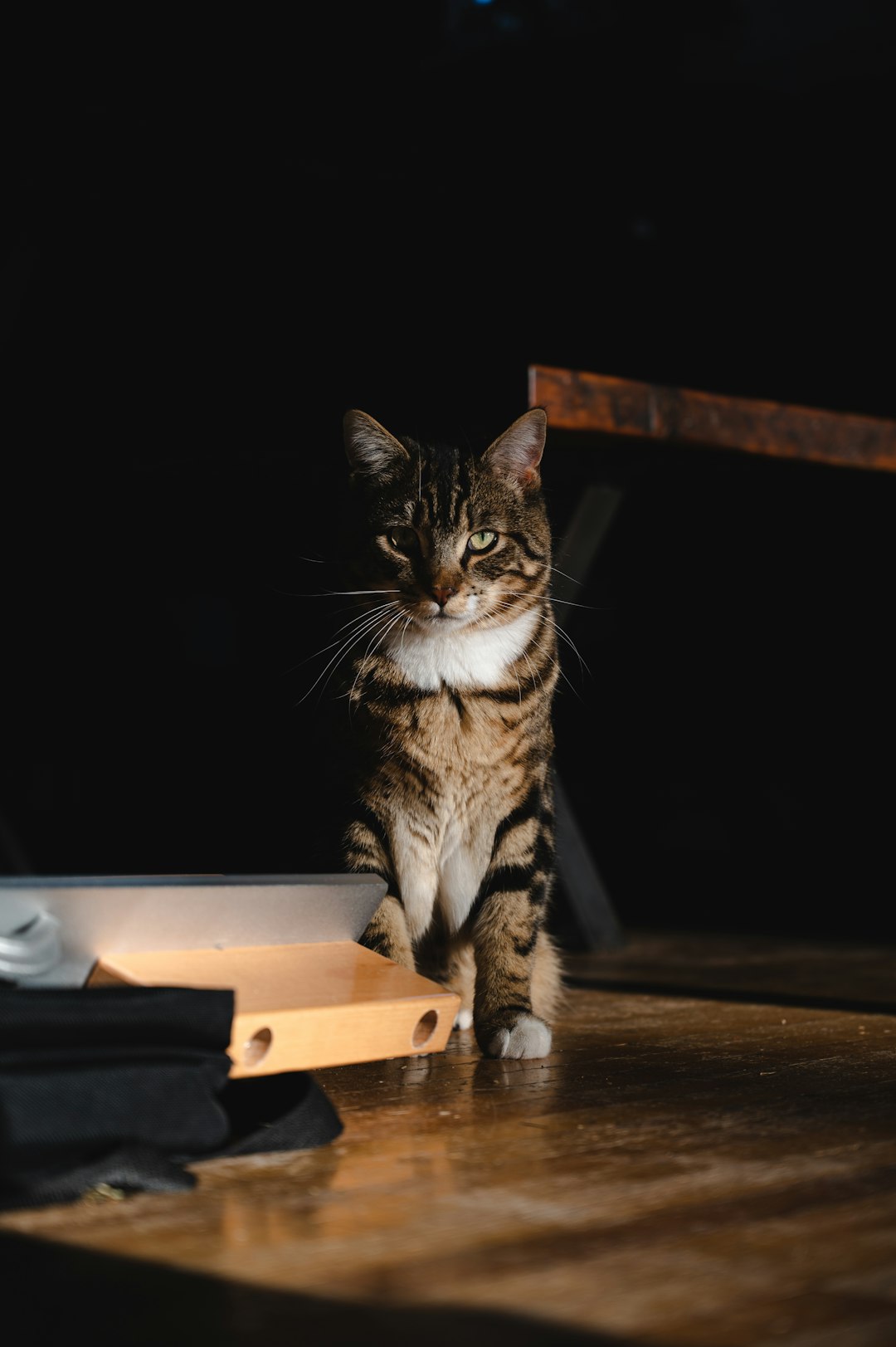 brown tabby cat on brown wooden table