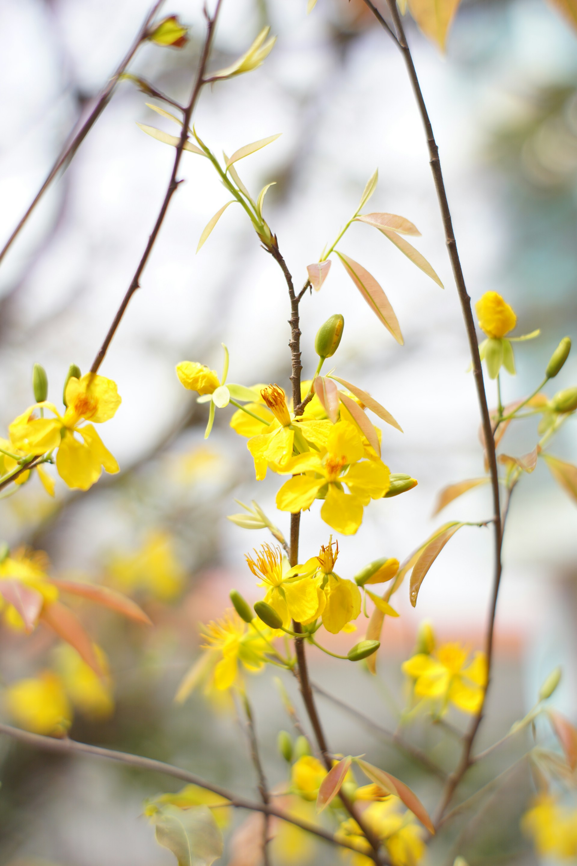 yellow flowers in tilt shift lens
