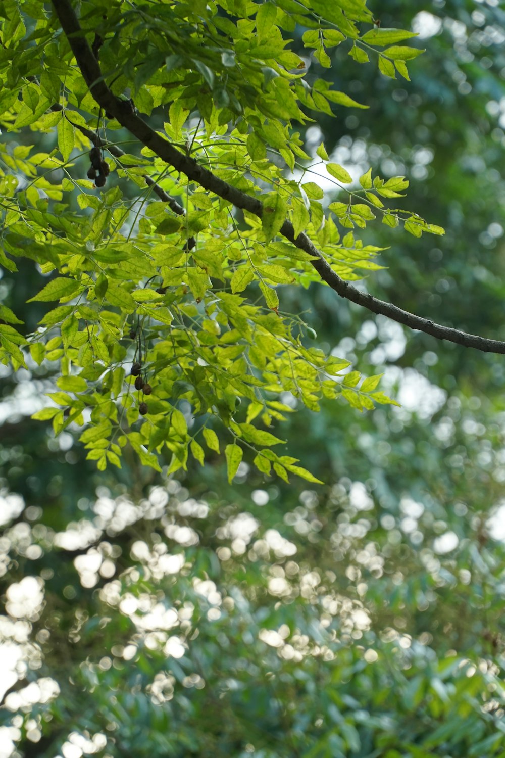 green leaves on brown tree branch during daytime