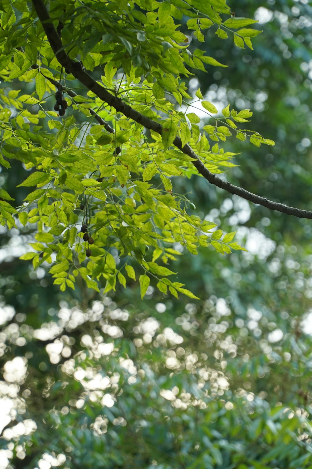 hojas verdes en la rama marrón del árbol durante el día