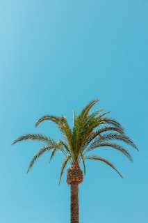 A friendly Martinique tree specialist trimming a large palm tree under a bright blue sky.