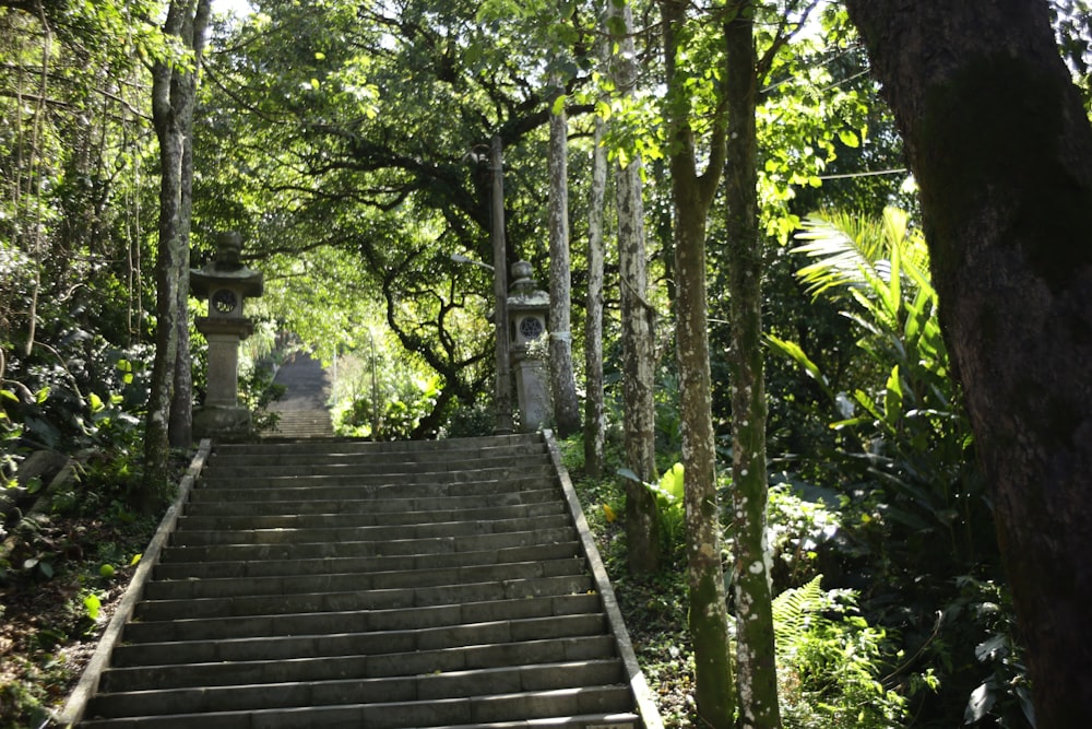 brown wooden bridge in the middle of green trees