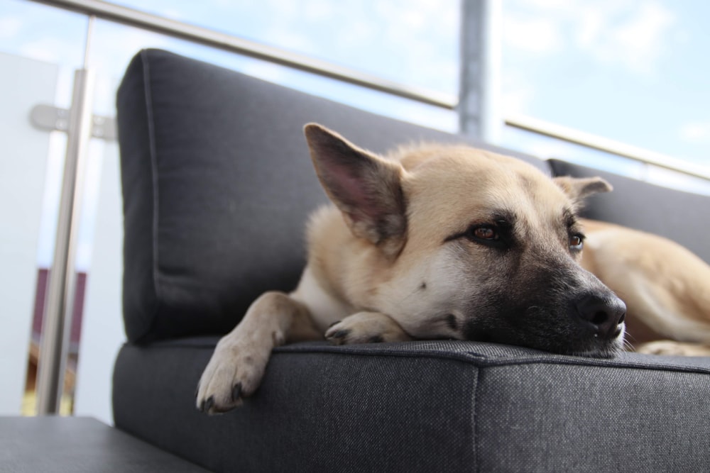 chien brun et blanc à poil court couché sur un canapé gris