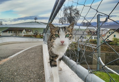 brown tabby cat on gray concrete pavement