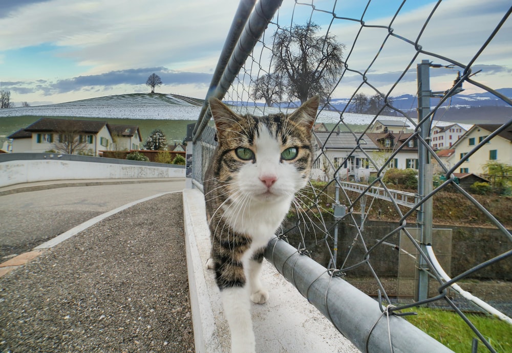 brown tabby cat on gray concrete pavement