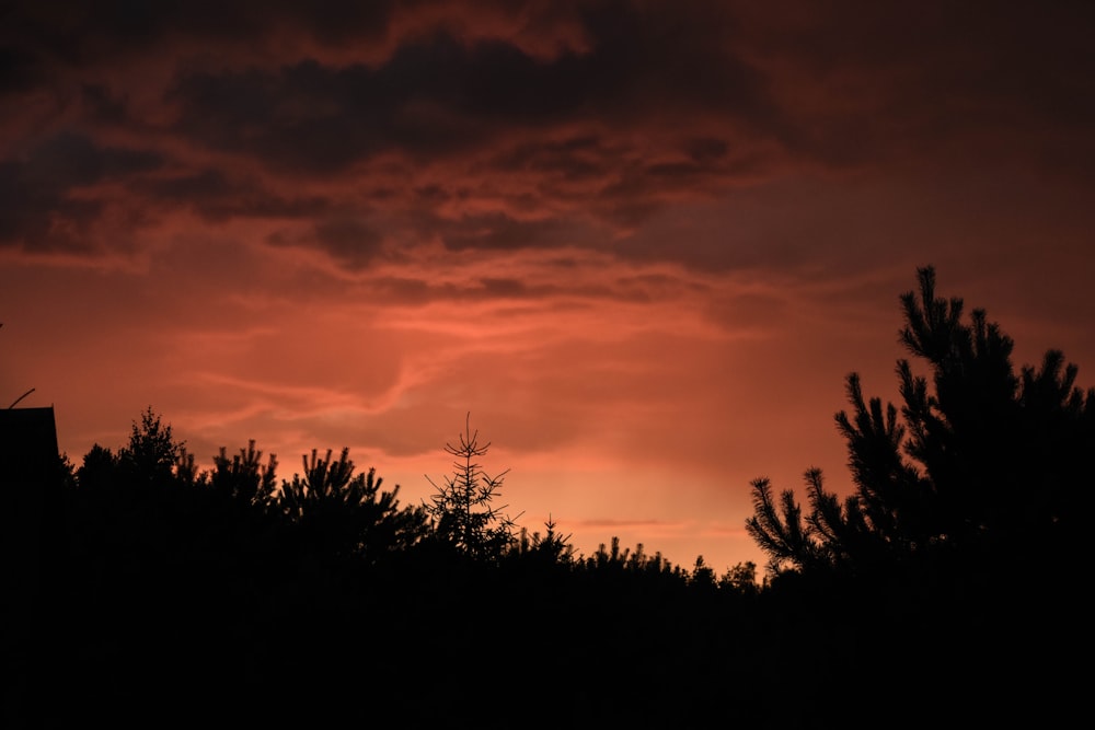 silhouette of trees during sunset