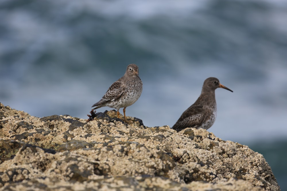 grey gull perched on brown rock