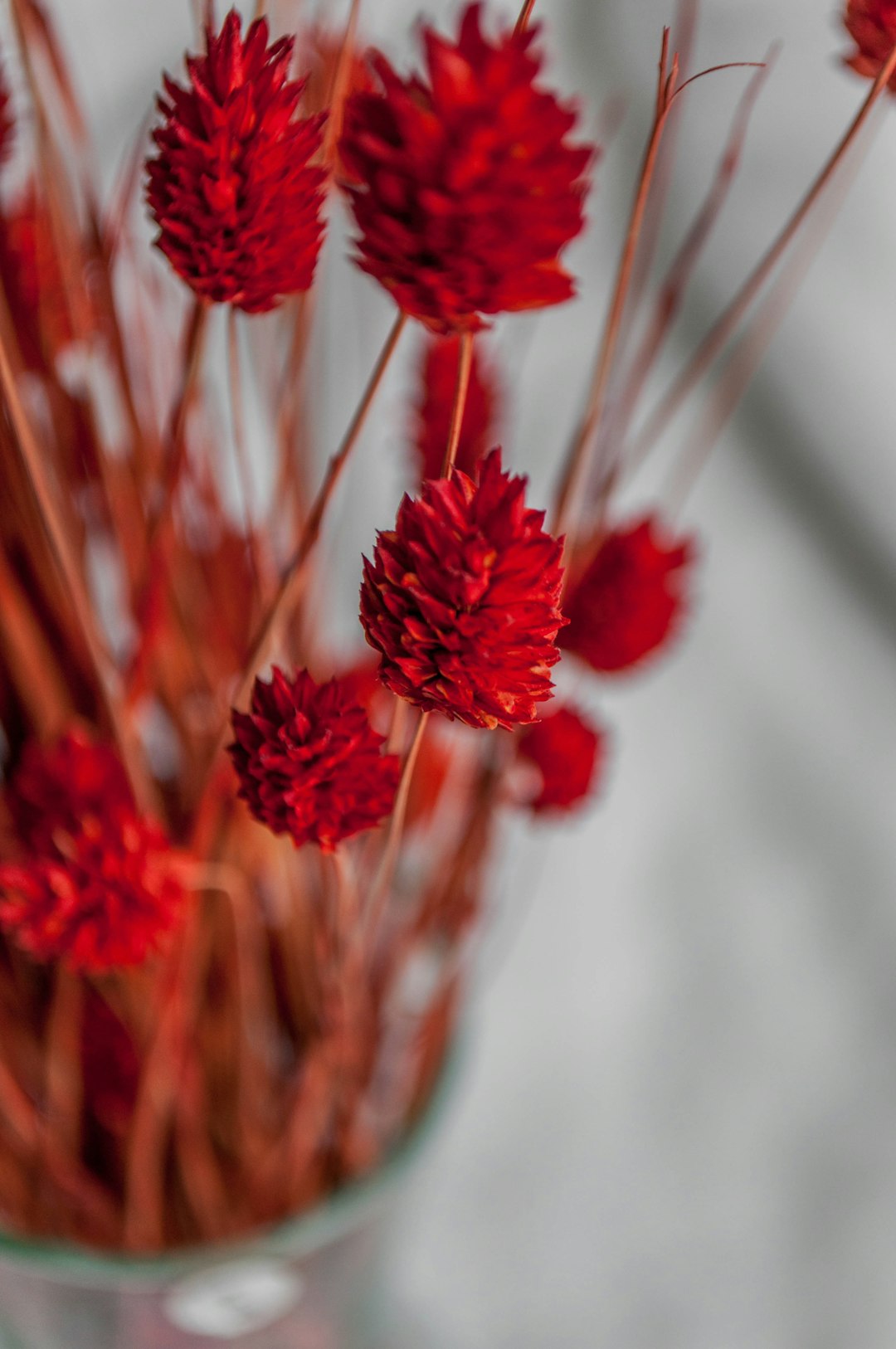 red flower in tilt shift lens